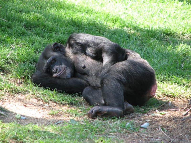 Chimpanzee sleeping