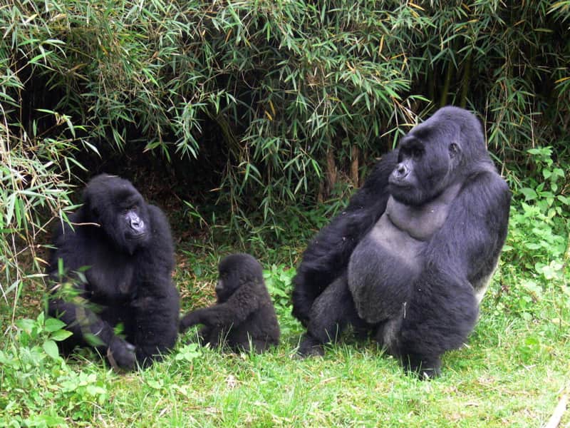 Mountain gorilla family