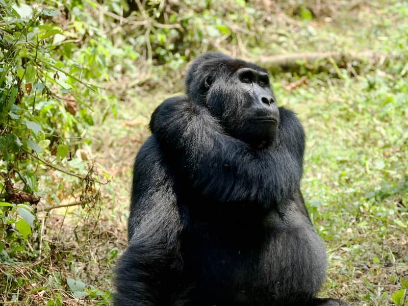 Mountian gorilla scratching