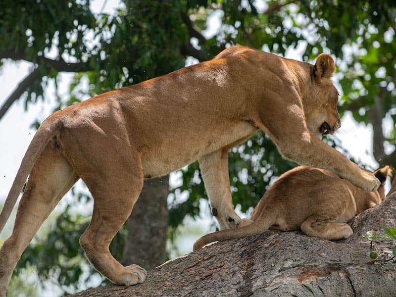Tree-climbing lions
