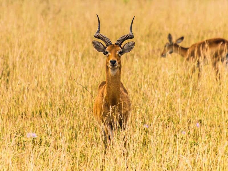 Antelope, Lake Mburo