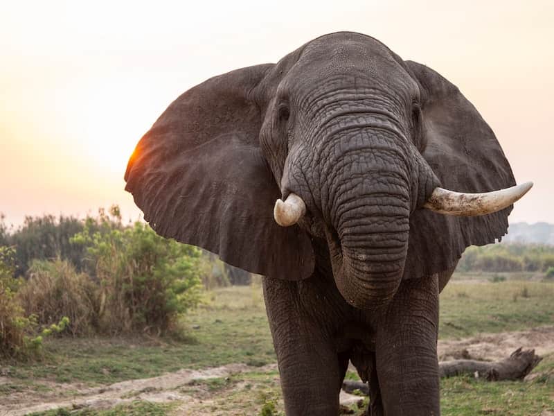 Elephant, Murchison Falls