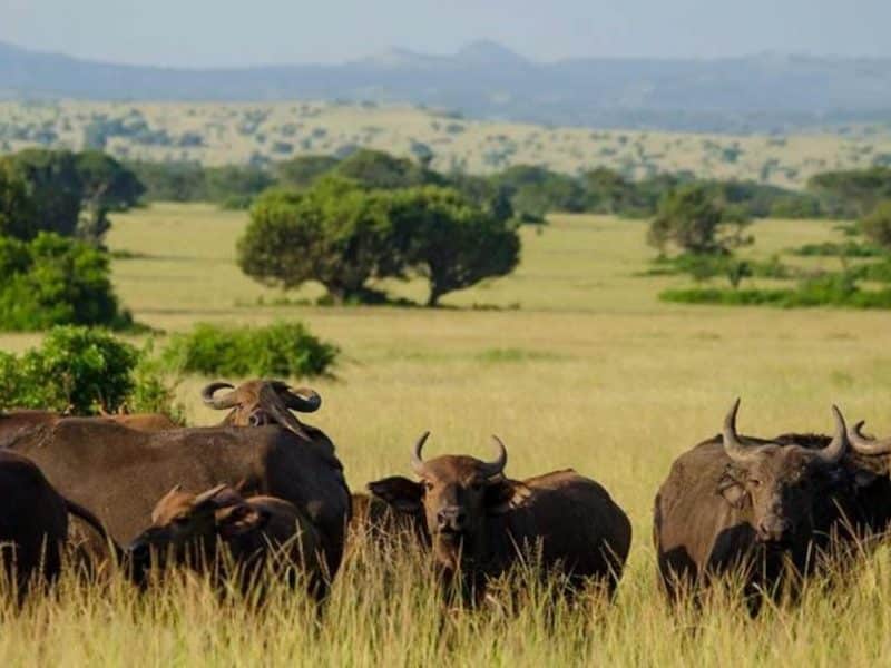 Buffalo on savannah