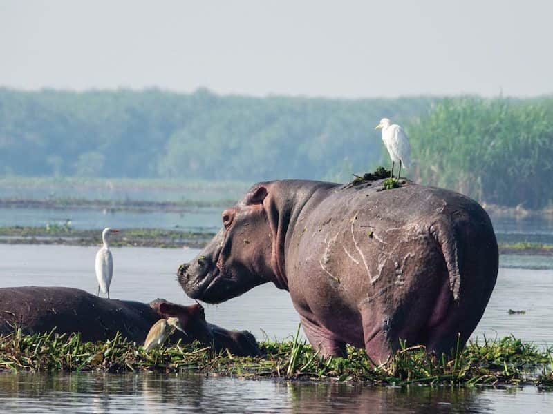 Hippo in lake with cranes