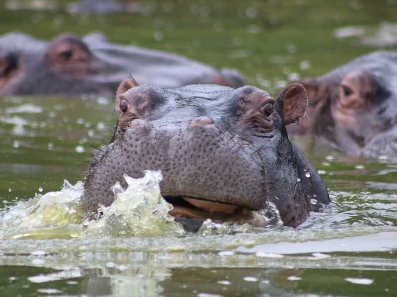 Hippos in Lake Mburo