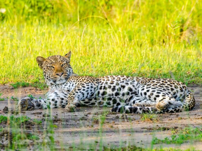 Leopard relaxing, Queen Elizabeth National Park