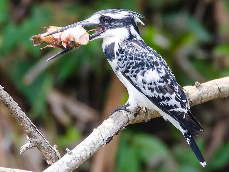 Kingfisher with catch, Lake Mburo