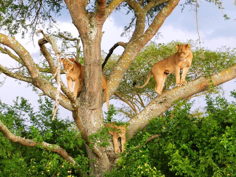 Tree-climbing lions, Queen Elizabeth National Park