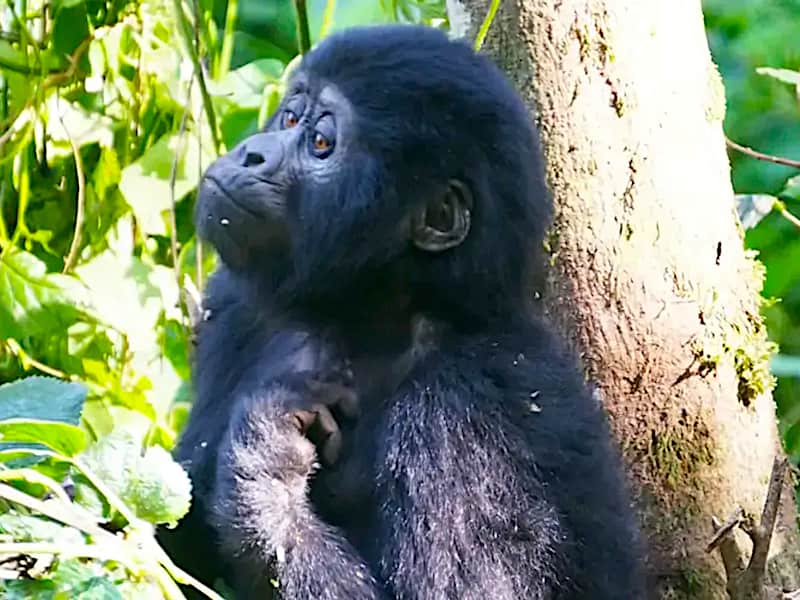 Baby gorilla, Uganda