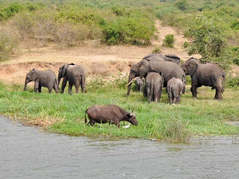 Elephant herd and buffalo by river