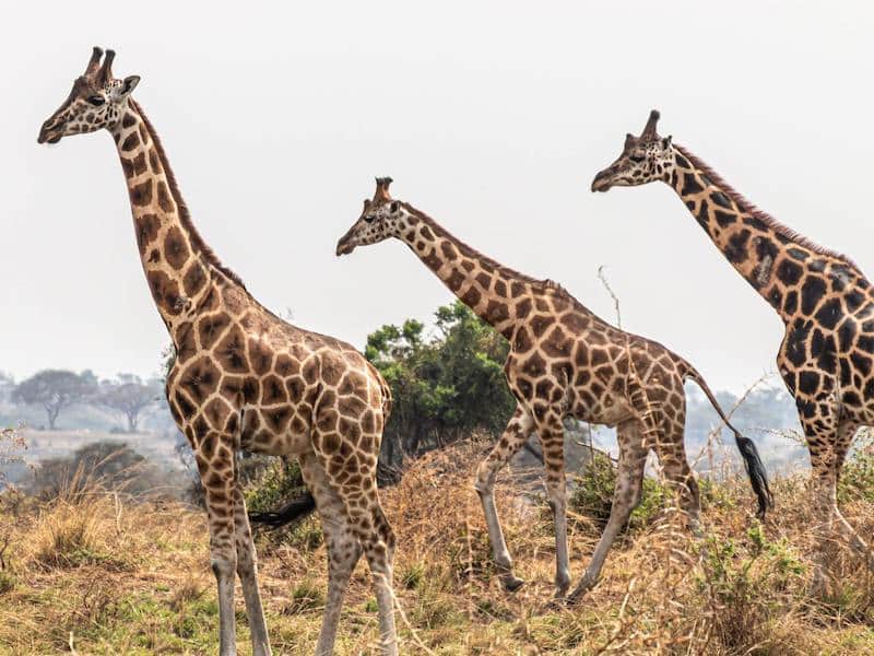 Three griraffes, Uganda